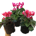 Cyclamen Bicolour Growers Selection Plant