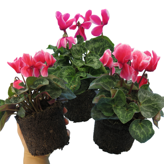 Cyclamen Bicolour Growers Selection – Winter Bedding (Set of 3 or 6)