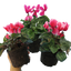 Large Cyclamen Bicolour Growers Selection