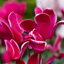 Cyclamen Bicolour Growers Selection Plant
