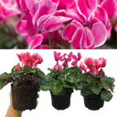 Cyclamen Bicolour Growers Selection Plant