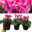Large Cyclamen Bicolour Growers Selection