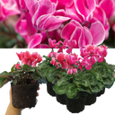 Cyclamen Bicolour Growers Selection Plant