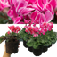 Large Cyclamen Bicolour Growers Selection