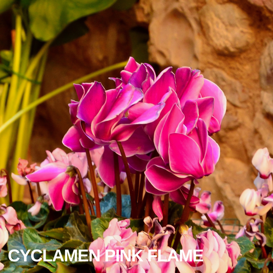 Cyclamen 'Pink Flame' in a display, upswept magenta petals with pale edges above heart-shaped leaves