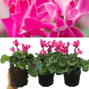 Cyclamen Bicolour Pink Flame Plant