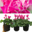 Cyclamen Bicolour Pink Flame