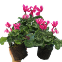 Cyclamen Bicolour Pink Flame Plant