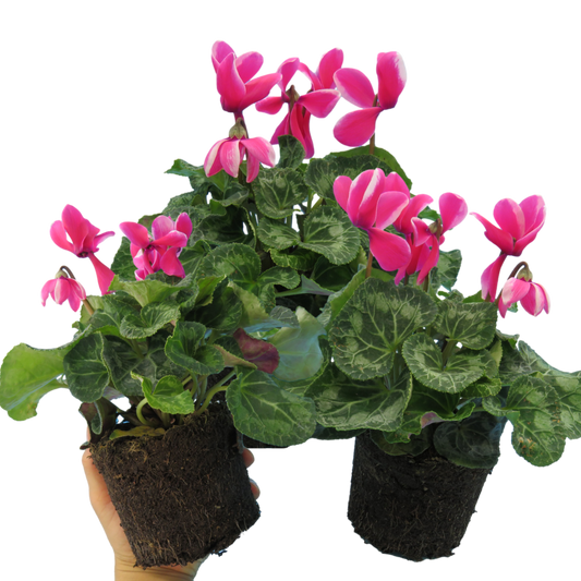 Cyclamen Bicolour Pink Flame – Winter Bedding (Set of 3 or 6)