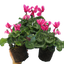 Cyclamen Bicolour Pink Flame