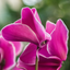 Cyclamen Bicolour Pink Flame