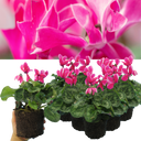 Cyclamen Bicolour Pink Flame Plant