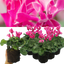 Cyclamen Bicolour Pink Flame
