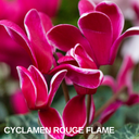 Cyclamen Bicolour Rouge Flame Plant