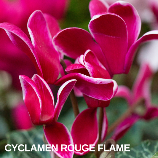 Close-up of Cyclamen 'Rouge Flame', deep cerise petals with fine white edges above marbled leaves