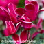 Cyclamen Bicolour Rouge Flame