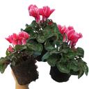 Cyclamen Bicolour Rouge Flame Plant