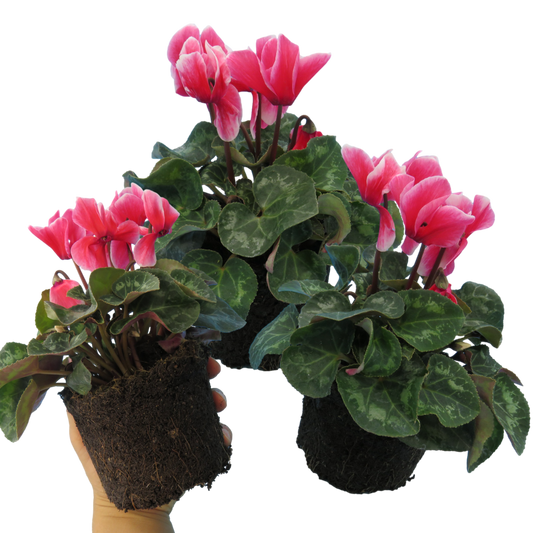 Cyclamen Bicolour Rouge Flame – Winter Bedding (Set of 3 or 6)