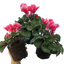 Cyclamen Bicolour Rouge Flame