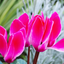 Cyclamen Bicolour Rouge Flame