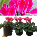 Cyclamen Bicolour Rouge Flame Plant
