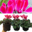 Cyclamen Bicolour Rouge Flame