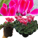 Cyclamen Bicolour Rouge Flame Plant