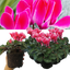 Cyclamen Bicolour Rouge Flame