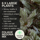 Foliage Begonia Avoir & Maia Plant