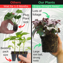 Foliage Begonia Avoir & Maia Plant