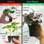 Foliage Begonia Avoir & Maia