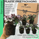 Foliage Begonia Avoir & Maia Plant
