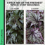 Foliage Begonia Avoir & Maia