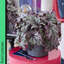 Foliage Begonia Avoir & Maia
