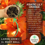 Asiatic Lily Orange
