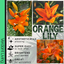 Asiatic Lily Orange