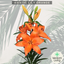 Asiatic Lily Orange