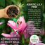 Asiatic Lily Pink