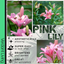 Asiatic Lily Pink