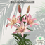 Asiatic Lily Pink