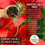 Asiatic Lily Red