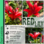 Asiatic Lily Red