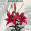 Asiatic Lily Red