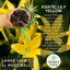 Asiatic Lily Yellow