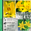 Asiatic Lily Yellow