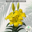 Asiatic Lily Yellow