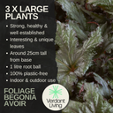 Foliage Begonia Avior Plant