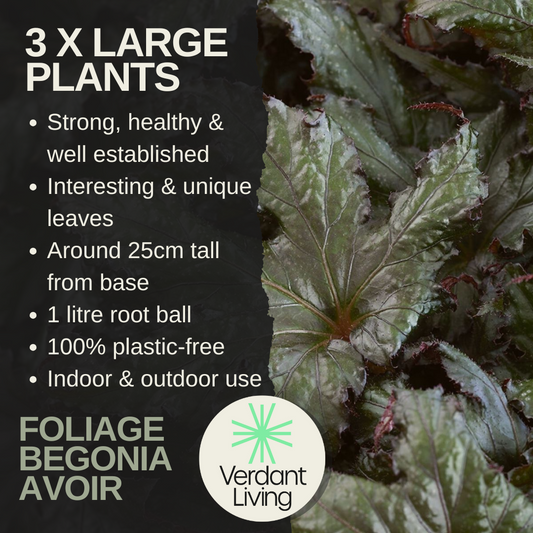 Begonia 'Spacestars Avior' – Foliage Begonia for Indoors and Out (3 or 6 x 1L Pots)