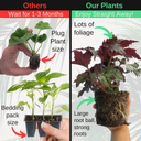 Foliage Begonia Avior Plant
