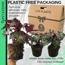 Foliage Begonia Avior Plant